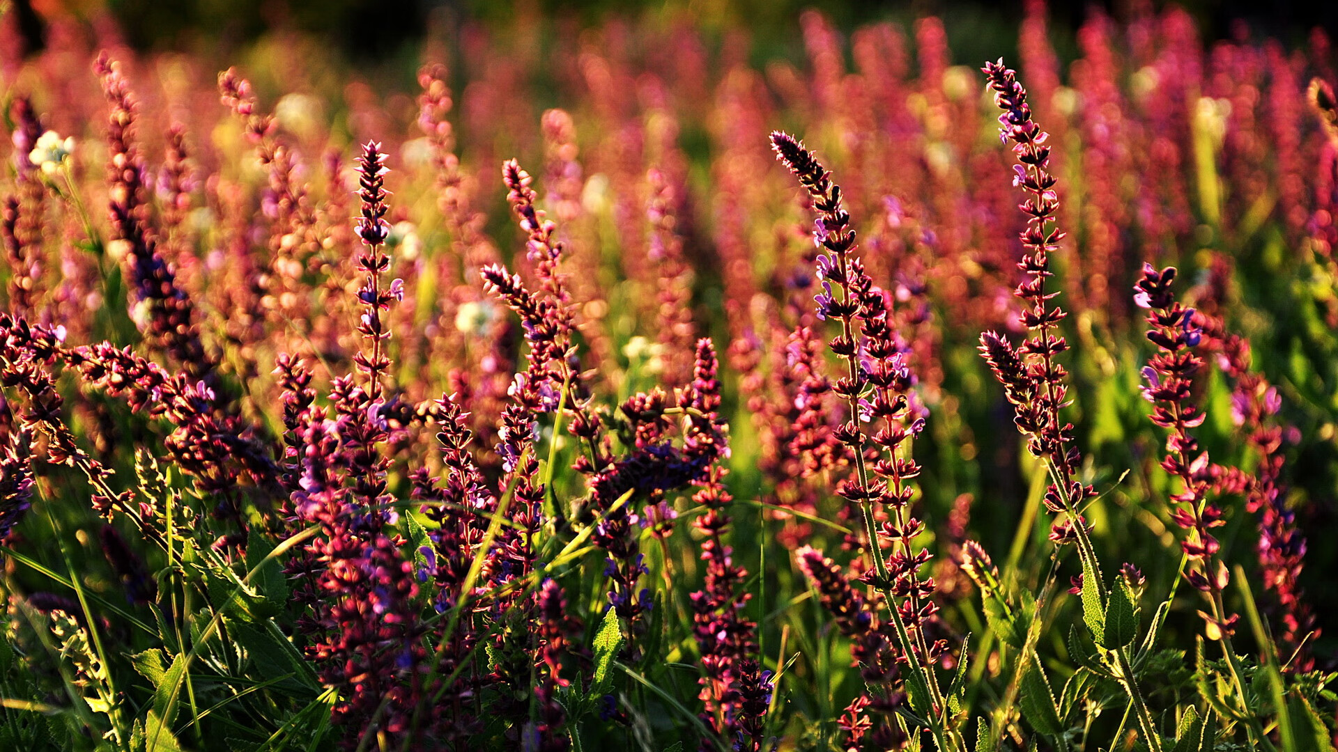 绝杀之夜，爱德华兹一球定乾坤，深圳队惊险逆转上海队
