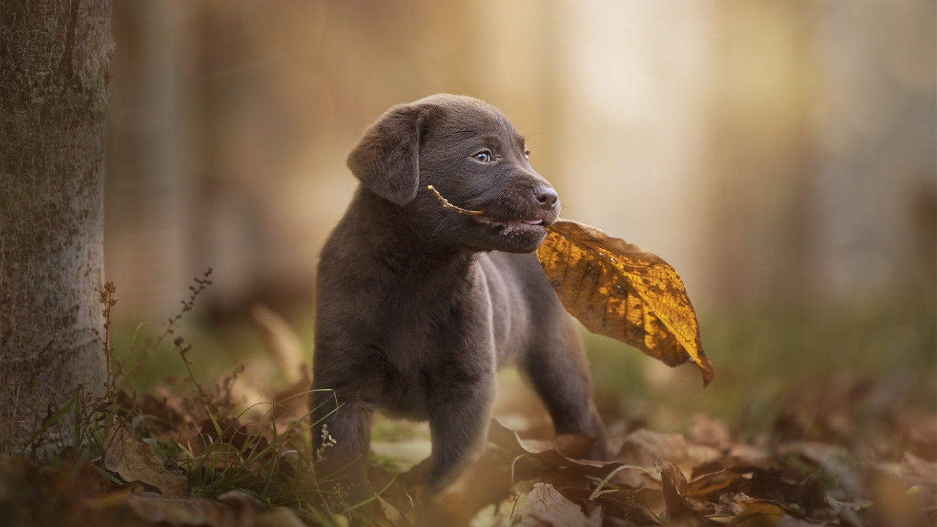 文班亚马力证天赋，吉林队巅峰对决险胜猛龙